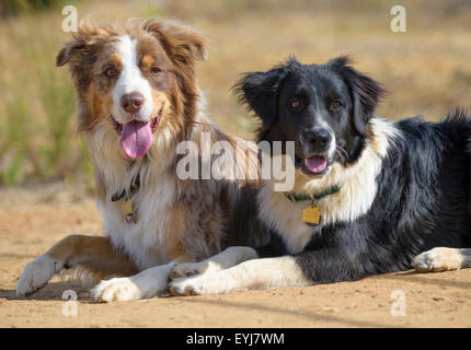 Dog-Border bovins australiens Collie mix Banque D'Images