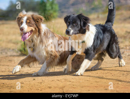 Australian Cattle Dog Border Collie mélanger deux Banque D'Images