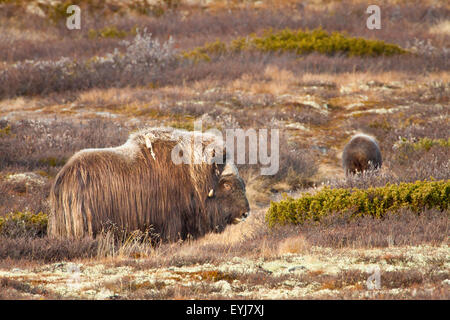 Boeuf musqué, Ovibos moschatus, dans le parc national de Dovrefjell, Dovre, la Norvège. Banque D'Images