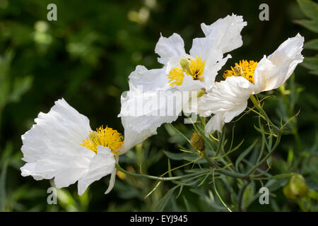 Grand, jaune stamened fleurs blanches de la tree poppy, Romneya coulteri Banque D'Images