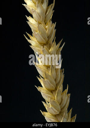 Weizen, Triticum aestivum, Banque D'Images