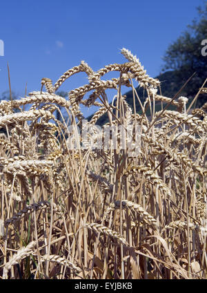 Winterweizen ; Weizen, Triticum aestivum, Getreide Banque D'Images