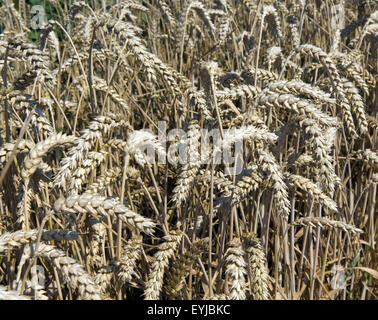 Winterweizen ; Weizen, Triticum aestivum, Getreide - DEU, Deutschland, - bei der Verwendung ausserhalb journalistischer Rapports Banque D'Images