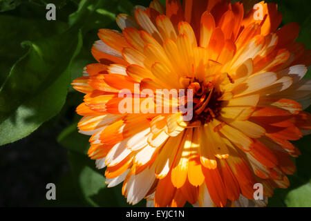 L'orange vif et blanc souci officinal (Calendula officinalis) Banque D'Images