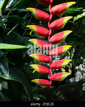 Dyeriana Tillandsia floraison floraison broméliacées Banque D'Images