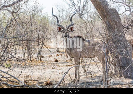 Vue latérale du bull grand koudou (Tragelaphus strepsiceros) debout dans la garrigue, avec des cornes en spirale, Okavango Delta, Kalahari, Botswana, Afrique du Sud Banque D'Images