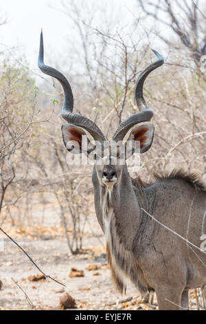 Vue antérieure de bull grand koudou (Tragelaphus strepsiceros), avec des cornes en spirale, Okavango Delta, Kalahari, Botswana, Afrique du Sud Banque D'Images