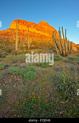 Ajo Range, monts, Mexican gold poppy Eschscholzia, mexicana, Papaveraceae, tuyau d'Organe National Monument, Arizona, USA Banque D'Images