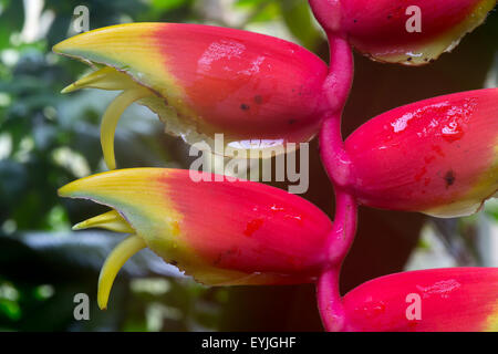 Dyeriana Tillandsia floraison floraison broméliacées Banque D'Images