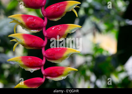 Dyeriana Tillandsia floraison floraison broméliacées Banque D'Images