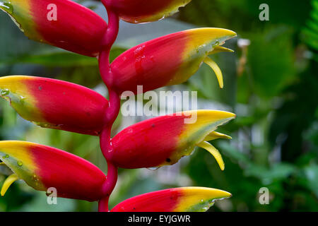 Dyeriana Tillandsia floraison floraison broméliacées Banque D'Images