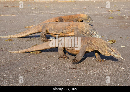 Trois dragons de Komodo, Varanus komodoensis, arpentent le long d'une plage de Horseshoe Bay, Rinca Island, le Parc National de Komodo, Indonésie Banque D'Images