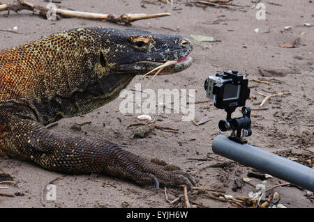 Un dragon de Komodo lèche une caméra Gopro Banque D'Images