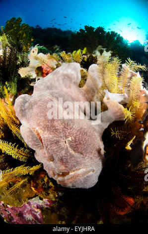 Poisson grenouille géant, Antennarius commersonii, niché au milieu de coraux mous et de crinoïdes à Cannibal Rock, Rinca, Komodo Island Banque D'Images