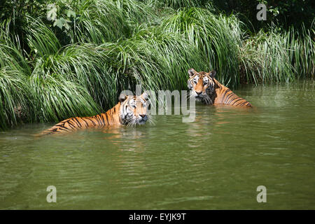 Ningbo, province de Zhejiang en Chine. 30 juillet, 2015. Profitez de la fraîcheur des tigres dans une piscine à l'Youngor Zoo de Shanghai, la Chine de l'est la province du Zhejiang, le 30 juillet 2015. © Zhang Peijian/Xinhua/Alamy Live News Banque D'Images