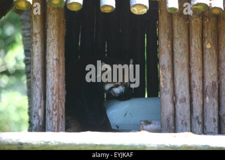 Ningbo, province de Zhejiang en Chine. 30 juillet, 2015. Un panda rouge bénéficie d'une hutte à froid avec de la brique dans le Youngor Zoo de Shanghai, la Chine de l'est la province du Zhejiang, le 30 juillet 2015. © Zhang Peijian/Xinhua/Alamy Live News Banque D'Images