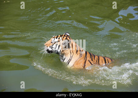 Ningbo, province de Zhejiang en Chine. 30 juillet, 2015. Un tigre nage dans une piscine à l'Youngor Zoo de Shanghai, la Chine de l'est la province du Zhejiang, le 30 juillet 2015. © Zhang Peijian/Xinhua/Alamy Live News Banque D'Images