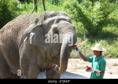 Ningbo, province de Zhejiang en Chine. 30 juillet, 2015. Un éléphant est nourri avec de la pastèque Youngor Zoo à Ningbo, province de Zhejiang en Chine orientale, le 30 juillet 2015. © Zhang Peijian/Xinhua/Alamy Live News Banque D'Images