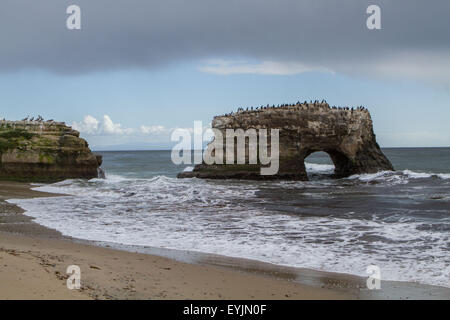 Santa Cruz, CA, USA. 30 juillet, 2015. Natural Bridges State Beach Santa Cruz CA © Marty Bicek/ZUMA/Alamy Fil Live News Banque D'Images