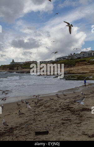 Santa Cruz, CA, USA. 30 juillet, 2015. Natural Bridges State Beach Santa Cruz CA © Marty Bicek/ZUMA/Alamy Fil Live News Banque D'Images