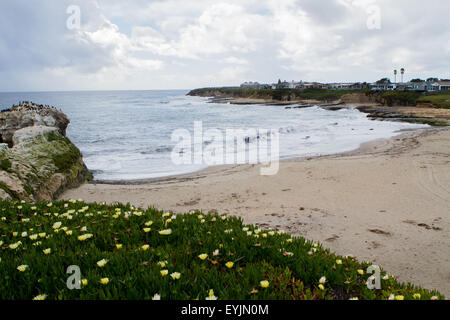 Santa Cruz, CA, USA. 30 juillet, 2015. Natural Bridges State Beach Santa Cruz CA © Marty Bicek/ZUMA/Alamy Fil Live News Banque D'Images