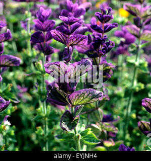 Buntschopfsalbei, Salvia viridis, Heilpflanzen, Banque D'Images