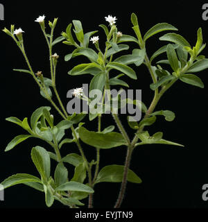 Stevia, Stevia rebaudiana, Suesskraut Suessblatt Honigkraut,,, Heilpflanzen, Banque D'Images