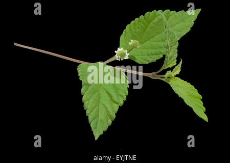 Le Stevia, Stevia rebaudiana ; Suesskraut ; Banque D'Images