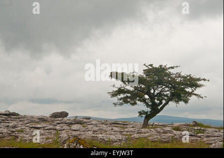 Arbre d'aubépine sur lapiez, Yorkshire, Angleterre Banque D'Images