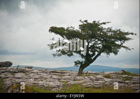 Arbre d'aubépine sur lapiez, Yorkshire, Angleterre Banque D'Images