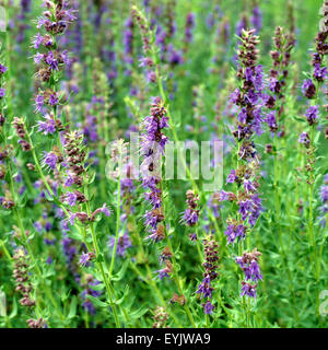 Ysop, Hyssopus officinalis,, Banque D'Images