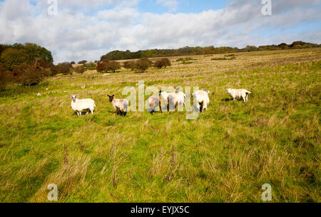 Des moutons paissant, Fyfield bas national nature reserve, Marlborough Downs, Wiltshire, England, UK Banque D'Images