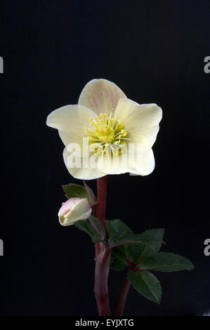 Christrose, Helleborus, helleborus-x-ballardiae, cannelle, neige, Banque D'Images
