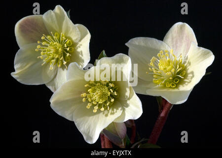 Christrose, Helleborus, helleborus-x-ballardiae, cannelle, neige, Banque D'Images