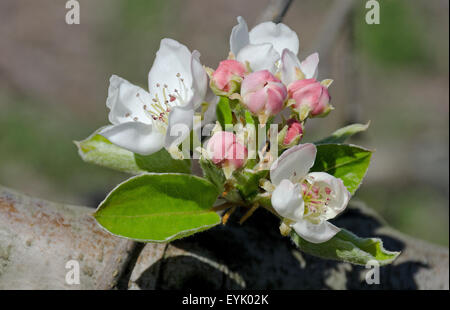 Le Monferrato, Piémont, Italie : pommiers en fleurs. Banque D'Images