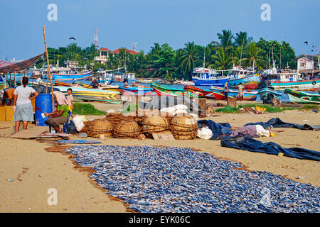 Sri Lanka, Province de l'Ouest, Negombo, village de pêcheurs, Negombo beach, poissons secs Banque D'Images