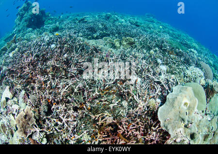 Ramification blanchie, coraux Acropora sp., le résultat d'un récif qui a été endommagé par le blanchissement. Banque D'Images