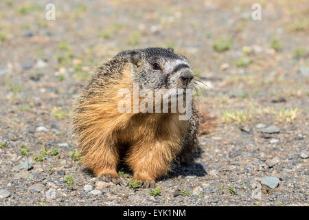 Marmotte à ventre jaune - Marmota flaviventris Banque D'Images