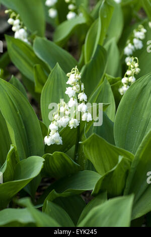 Convallaria majalis, Maigloeckchen, Blatt, Banque D'Images
