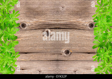 Sweet woodruff feuilles comme cadre, gauche et droite sur planches en bois rustique ancien Banque D'Images