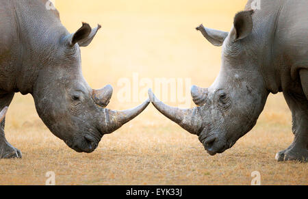 Le rhinocéros blanc (Ceratotherium simum) face à face - Kruger National Park (Afrique du Sud) Banque D'Images