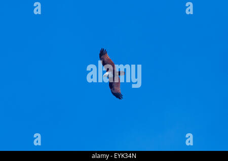 Un brahminy kite, Haliastur indus, survole le Parc National de Komodo, Flores, Indonésie Banque D'Images