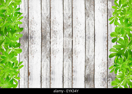 Frame de sweet woodruff feuilles, gauche et droite sur planches rustiques Banque D'Images