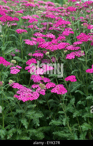 L'Achillea millefolium. L'Achillea Nouveau Vintage Violet . Fleurs de millefeuille Banque D'Images