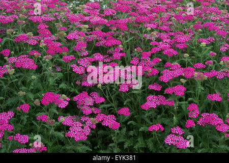 L'Achillea millefolium. L'Achillea Nouveau Vintage Violet . Fleurs de millefeuille Banque D'Images