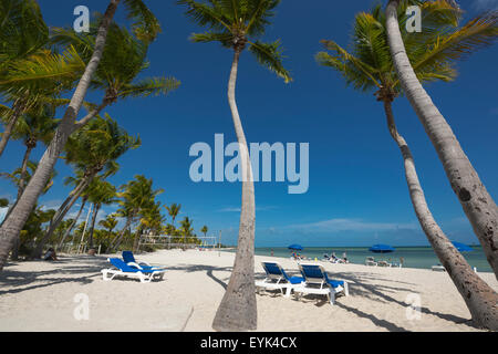 Le soleil PALMIERS SMATHERS BEACH KEY WEST FLORIDA USA Banque D'Images