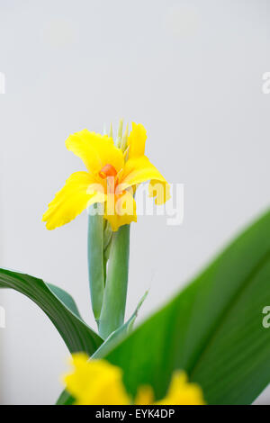 Canna fleurit 'Heinrich Seidel' fleur en RHS Wisley Gardens, Surrey, Angleterre Banque D'Images