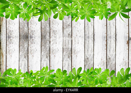 Frame de sweet woodruff feuilles, haut et bas sur les planches rustiques Banque D'Images