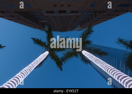 Grands PALMIERS LUMINEUX CENTRE-VILLE DE MIAMI FLORIDA USA Banque D'Images