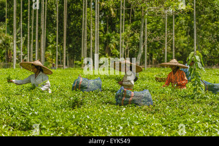 Les feuilles de thé de la récolte des femmes sur une journée ensoleillée sur une plantation de thé, Jorhat, Assam, Inde. Banque D'Images